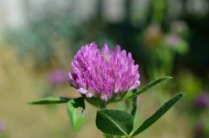 Red Clover Flower Macro